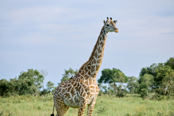giraffe