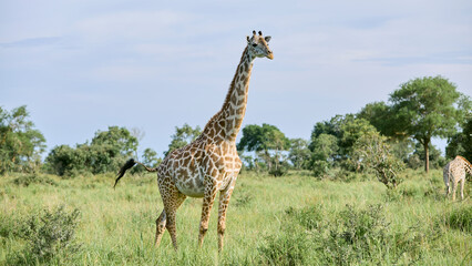 giraffe