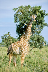 giraffe