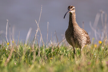 Courlis corlieu (Numenius phaeopus - Eurasian Whimbrel)