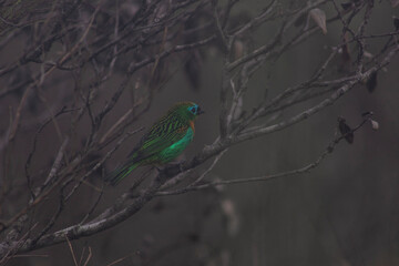 colorful bird nature exotic details natural biodiversity