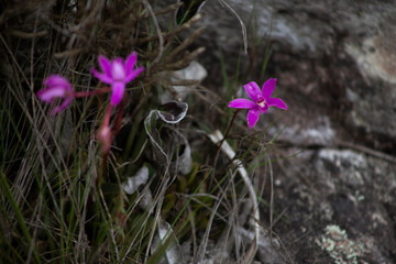 orchid close up violet flower natural native nature
