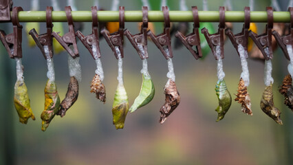 Closeup of hanging butterfly cocoons ready to transform in insect lab