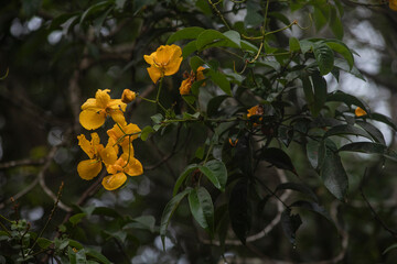 flower yellow close up biodiversity nature forest details