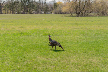 Wild Turkey Walking Across An Urban FIeld In Spring In Wisconsin