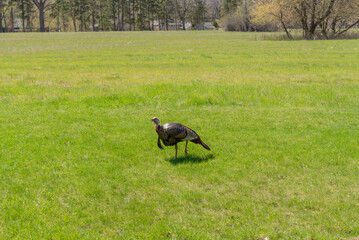Wild Turkey Walking Across An Urban FIeld In Spring In Wisconsin