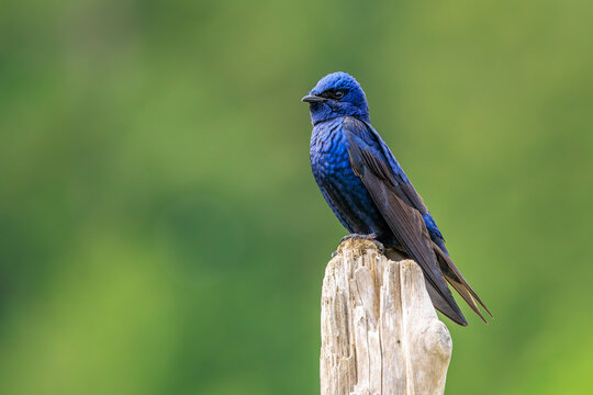 Purple Martin Perched on a Stump