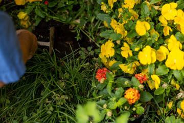 cultivating beauty and growth in the garden a journey through floral landscapes where colorful...