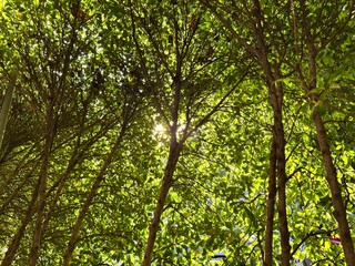Wide shot of lush green trees overhead with soft sunlight streaming through.
