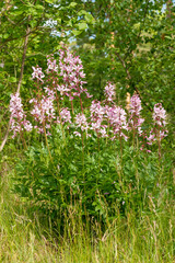 Dictamnus albus Weissblühender Diptam