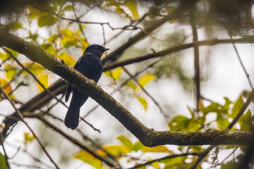 Obraz premium Large niltava (Niltava grandis) at Eaglenest WLS, Arunachal Pradesh, India