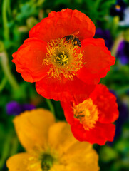 Obraz premium Striking Orange Poppy Flowers with a Bee. A Captivating Floral Display in a Colorful Garden Setting. Vertical Format Nature Background
