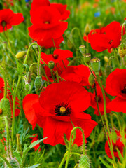 Fototapeta premium A vivid photograph of a blooming red poppy field in summer, showcasing the beauty of wildflowers in their natural habitat. The close-up detail and lush green nature background. Vertical stock photo 