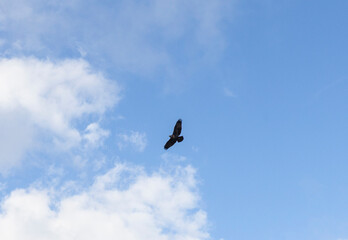 Hawk Sky Blue Bird Prey Fly Freedom
