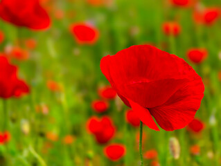 Naklejka premium A vivid photograph of a blooming red poppy field in summer, showcasing the beauty of wildflowers in their natural habitat. The close-up detail and lush green background highlight. Stock photography 