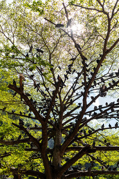 Fototapeta Tree filled with pigeons and sunlight 