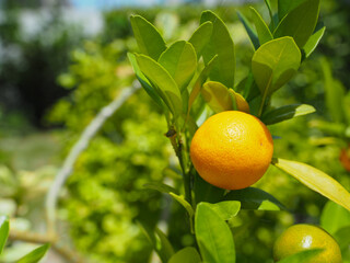 Small oranges on an orange tree on a sunny day.