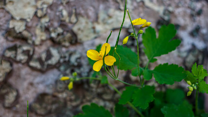 Medicinal plant greater celandine with bright yellow flowers at the base of a weathered wall. Flowering Chelidonium majus.
