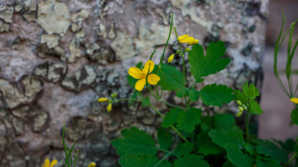 Medicinal plant greater celandine with bright yellow flowers at the base of a weathered wall. Flowering Chelidonium majus.