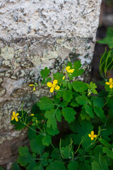 Medicinal plant greater celandine with bright yellow flowers at the base of a weathered wall. Flowering Chelidonium majus.