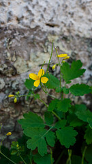 Medicinal plant greater celandine with bright yellow flowers at the base of a weathered wall. Flowering Chelidonium majus.