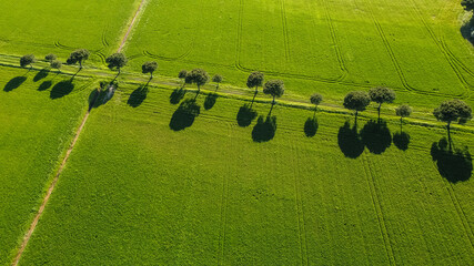 Pine Avenue near Lido di Dante, Ravenna, Italy