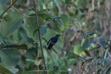 hummingbird bird colors green forest nature diversity 