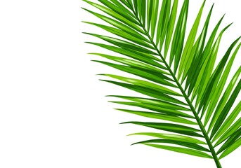 Obraz premium Tropical Palm Leaf in Soft Watercolor – Impressionist Style
