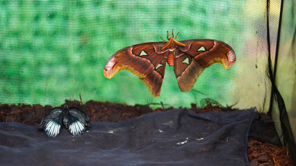 Hanging cocoons of butterflies in breeding environment under observation