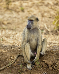 Obraz premium yellow baboon