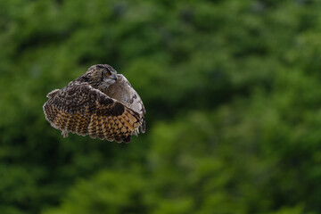 Hunting Owl in flight. Wildlife scene from wild green forest