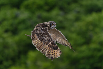 Hunting Owl in flight. Wildlife scene from wild green forest