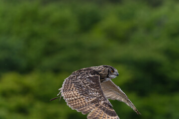 Hunting Owl in flight. Wildlife scene from wild green forest