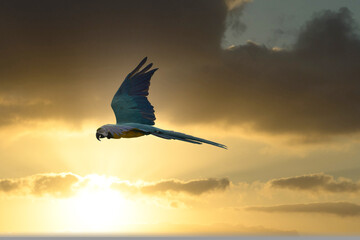 Blue-and-yellow Macaw Also Known As The Blue-and-gold Macaw flying in the golden and blue sky