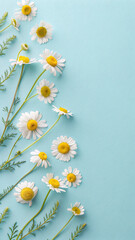 chamomile flowers on a blue background