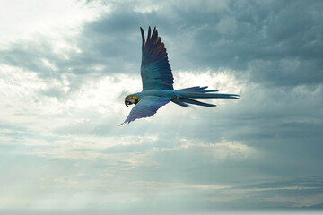 Blue-and-yellow Macaw Also Known As The Blue-and-gold Macaw flying in the golden and blue sky