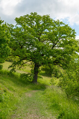 Quercus robur Stieleiche Habitus an einem Wanderweg im Leutratal bei Jena