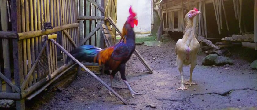 Two roosters standing in a bamboo coop area with dirt ground. Rural village chicken farming concept.