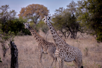 giraffe