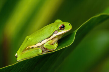 Naklejka premium Green tree frog resting on a vibrant green leaf