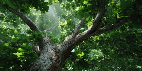 Fototapeta premium A lush, sunlit forest of oak trees with green foliage and a clear blue sky.