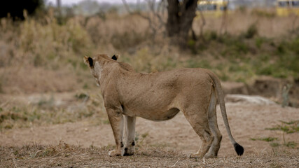lion