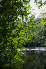 Falling Leaves Over River in Bushy Park, Dublin, Ireland