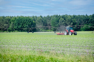 Farmer and his tractor working in a corn field before harvest.