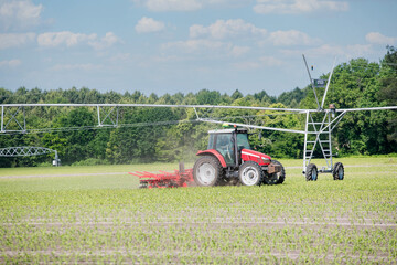 Farmer and his tractor working in a corn field before harvest.