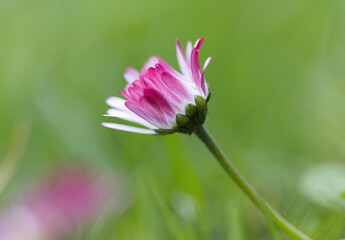 Close-up little flower on the meadow, Bellis perennis with white and pink petals, lonely daisy flower in the meadow, daisy with many filigree petals, daisy flower, beautiful bokeh © Rebecca