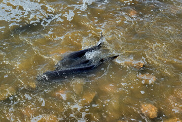 Lake Sturgeon Spawning At The Fox River Dam And Rapids At De Pere, Wisconsin, In Spring