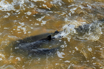 Fototapeta premium Lake Sturgeon Spawning At The Fox River Dam And Rapids At De Pere, Wisconsin, In Spring