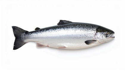 Naklejka premium Close-up of grey Atlantic salmon fish, fresh seafood on white background, isolated