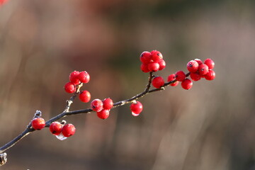 Ilex serrata, a Korean deciduous holly shrub with vibrant red berries and green foliage. Commonly found in forests and used in landscaping.